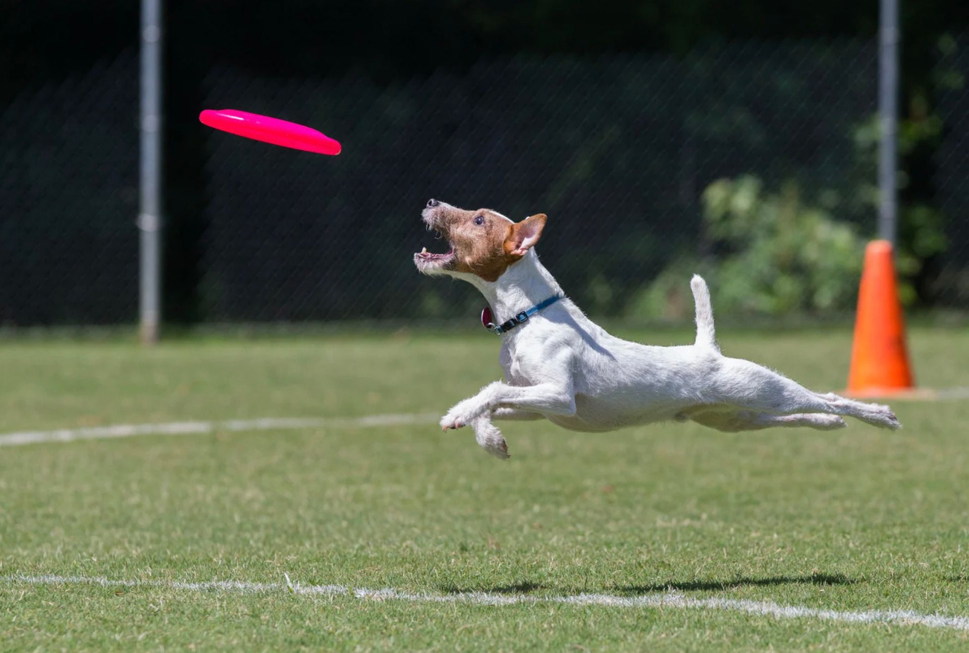 Un jack russell in volo, a bocca aperta, verso il disco rosa