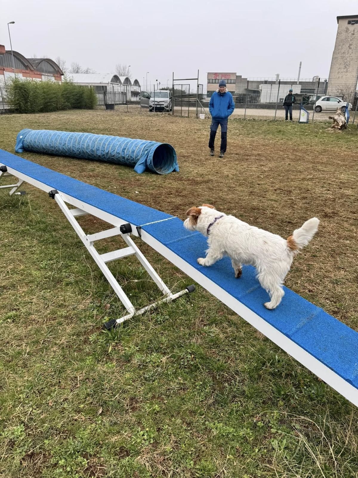 Un jack russell bianco cammina sulla passerella blu nel campo esterno, con il tunnel sullo sfondo