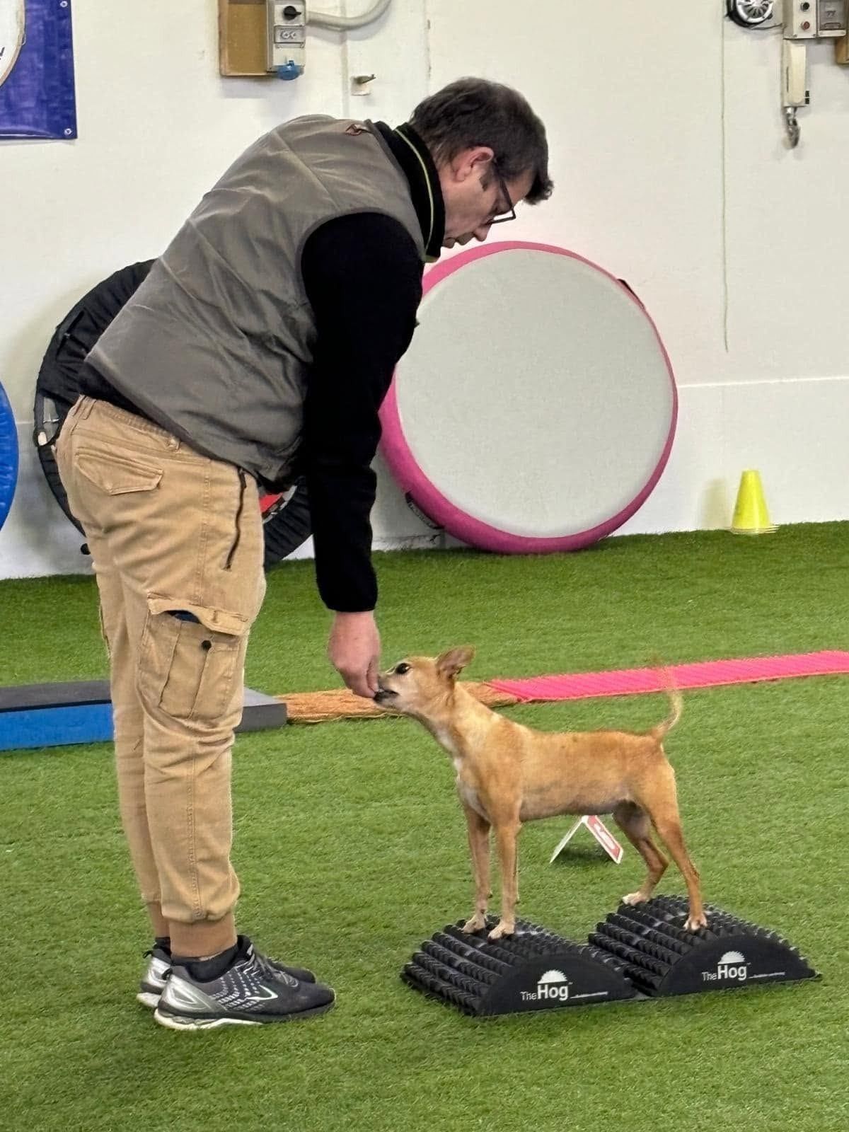 Un piccolo cane fulvo in equilibrio su due attrezzi del Dog Balance Fit®, sull’erba sintetica del capannone, guidato dall’istruttore