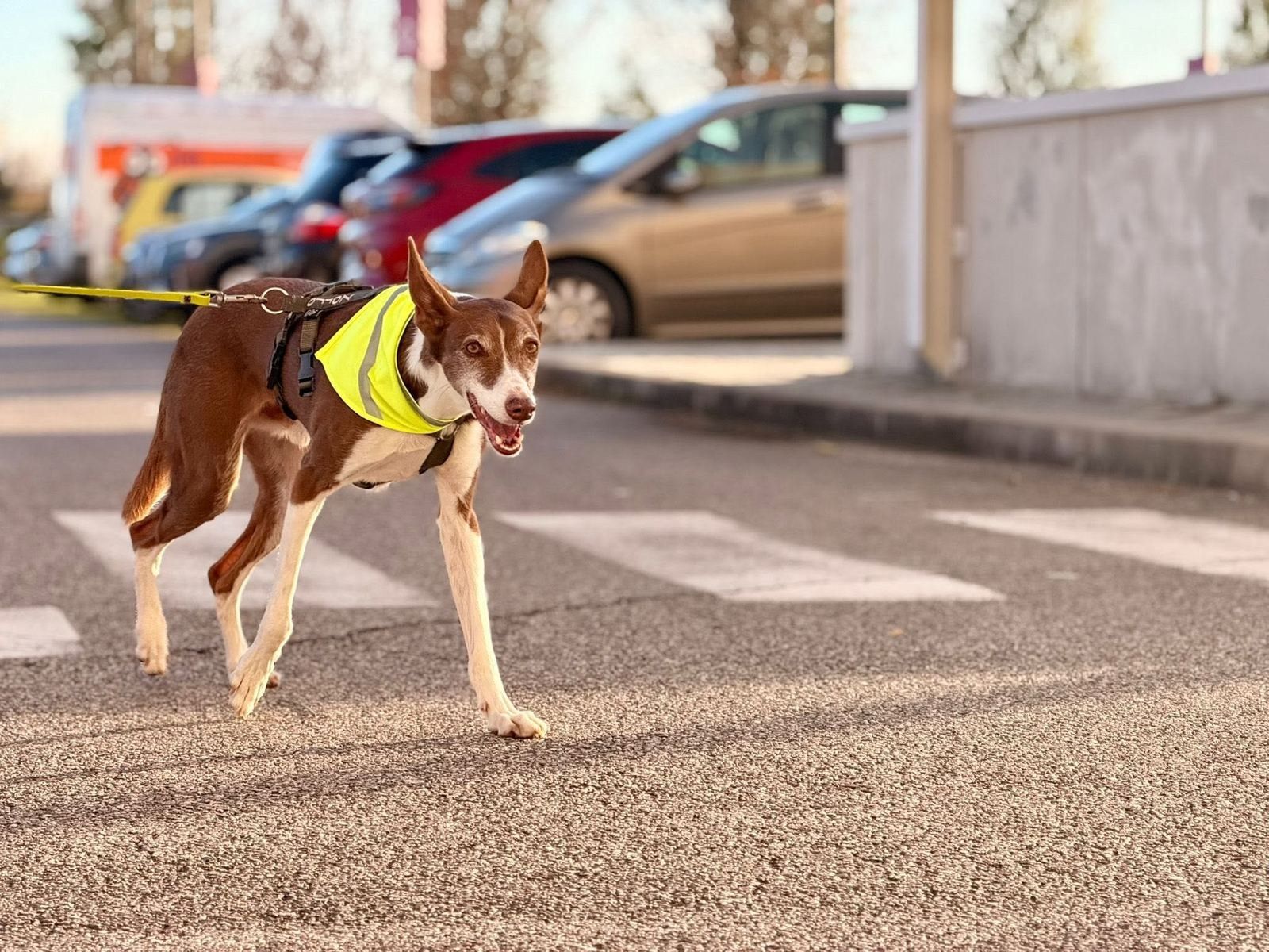 Un podenco con la pettorina gialla segue la traccia sulle strisce pedonali
