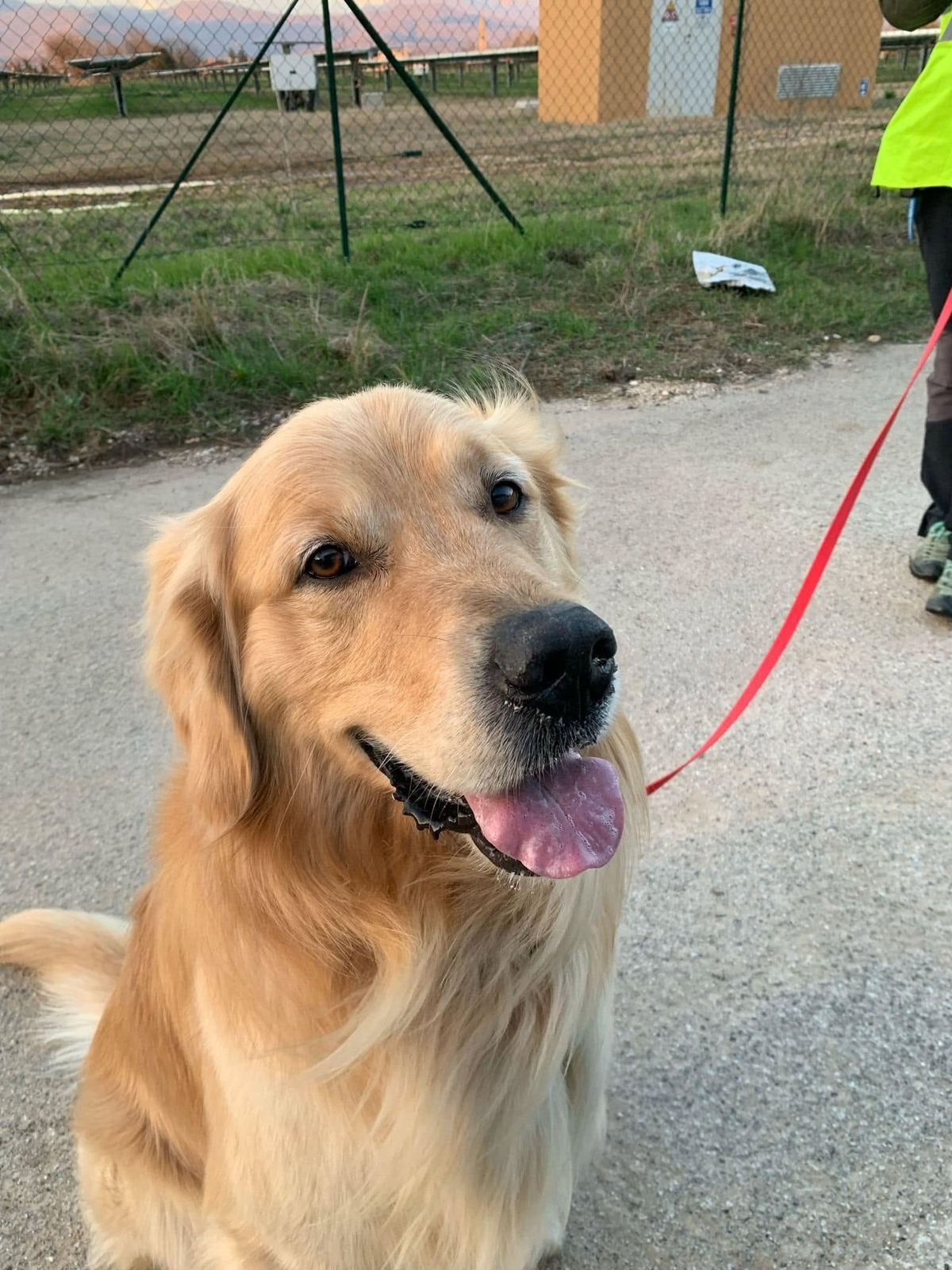 Un golden retriever sorridente al guinzaglio durante un allenamento di mantrailing