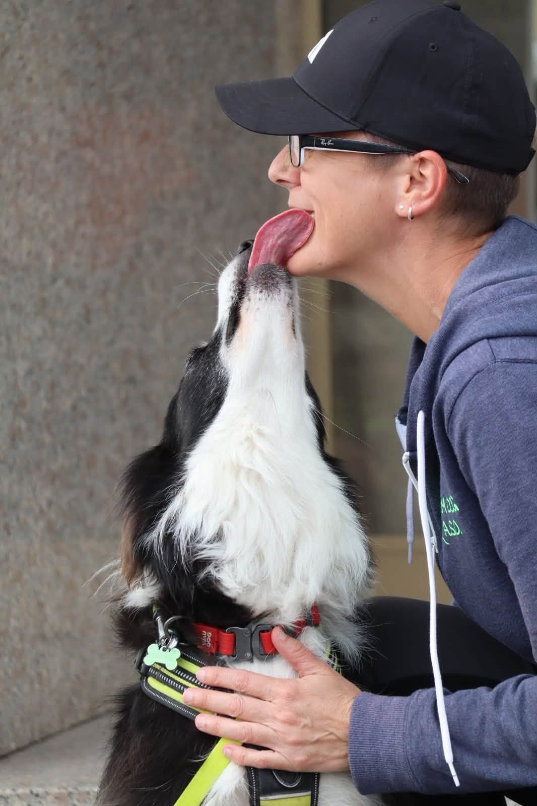 Un border collie bianco e nero dà un bacio sul mento alla sua conduttrice, che sorride