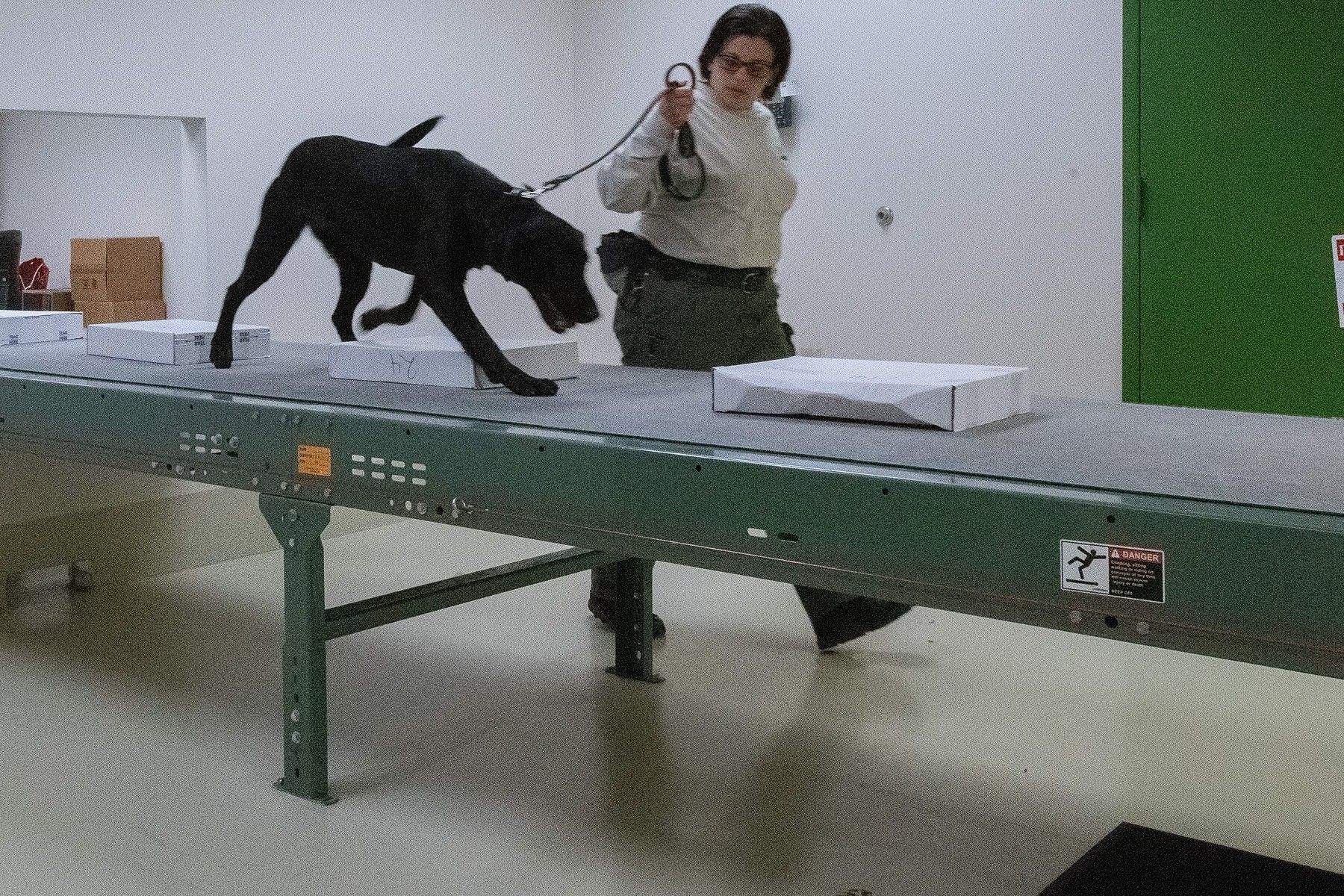 Un labrador nero al guinzaglio cammina su un nastro e annusa una fila di pacchi bianchi, seguito dalla conduttrice