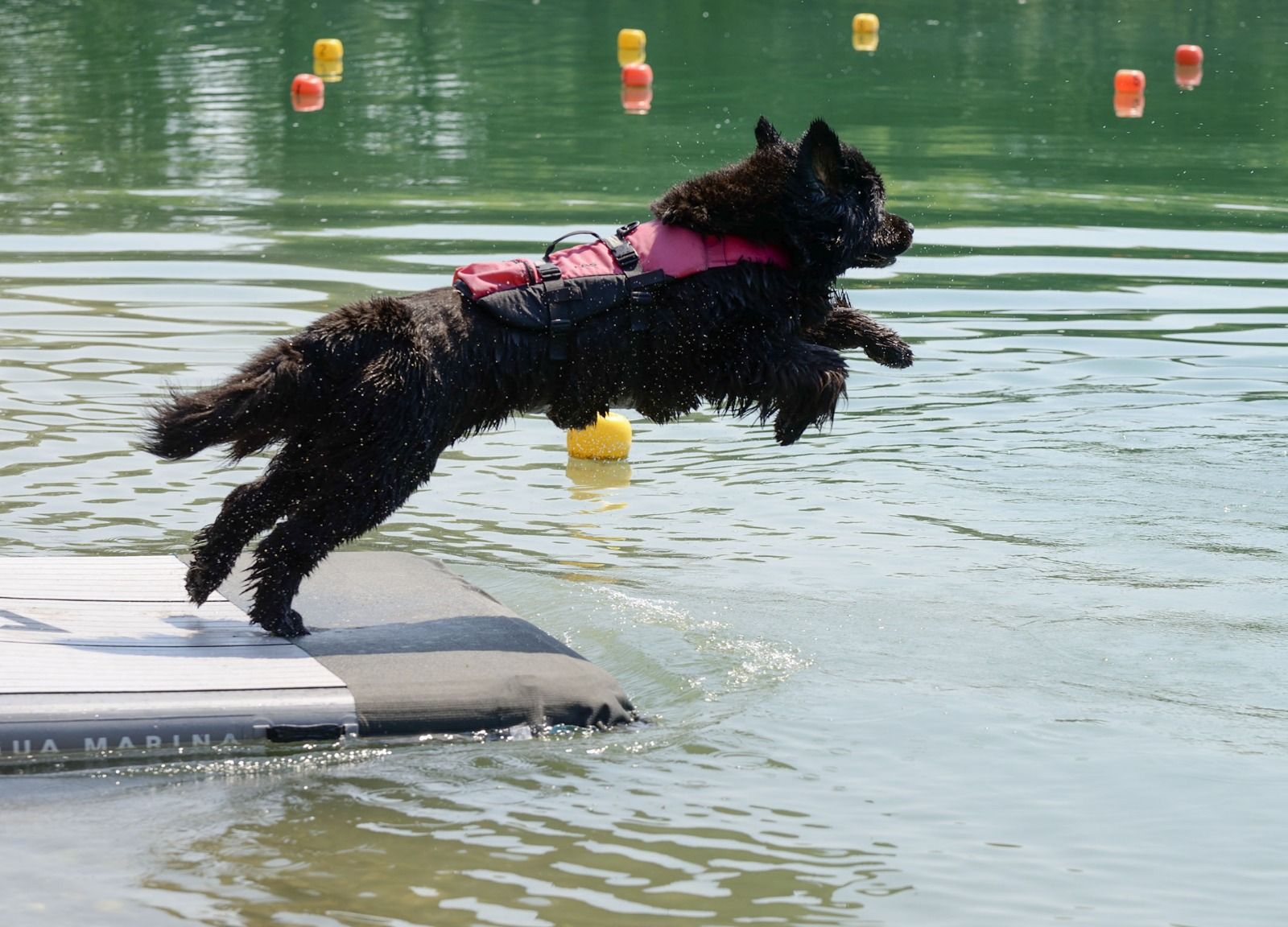 Un cane nero con il giubbotto salta in acqua dalla tavola